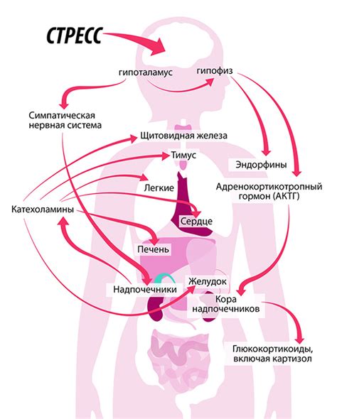 Реакция организма на алицин и аллени