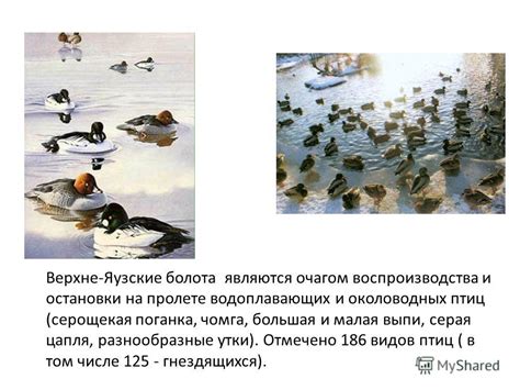 Региональные особенности и сезонность