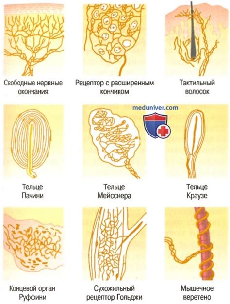 Рецепторы и их роль в процессе питья холодной воды