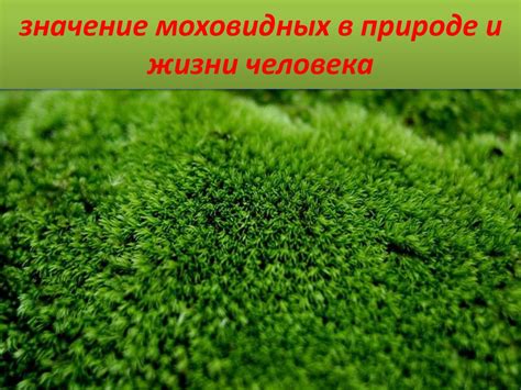 Роль высших мхов в очищении воды