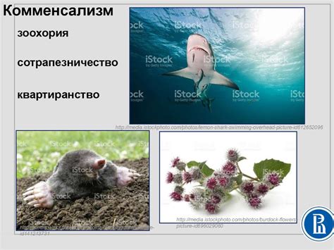 Роль в экосистемах и взаимоотношения