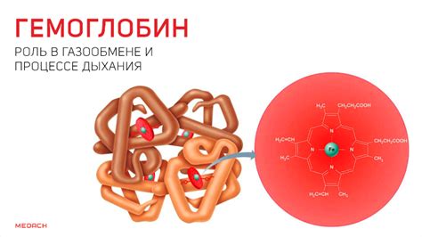 Роль гемоглобина