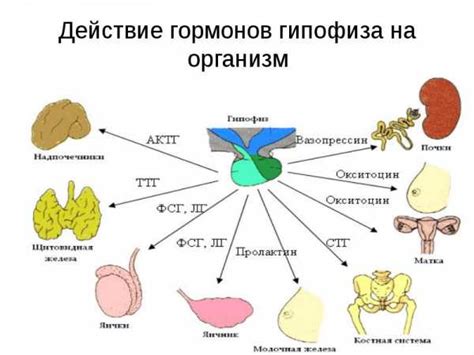 Роль гормонов в процессе окота