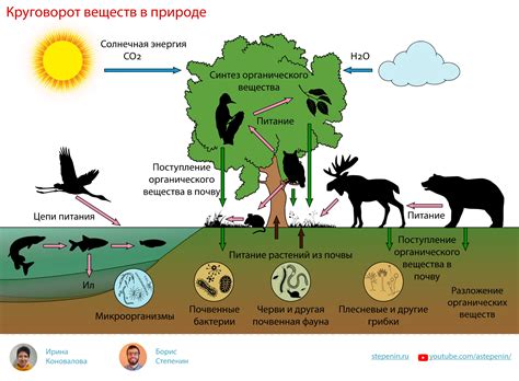 Роль кукушкиного лена в экосистеме