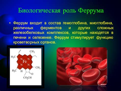 Роль миоглобина в осветлении цвета бульона