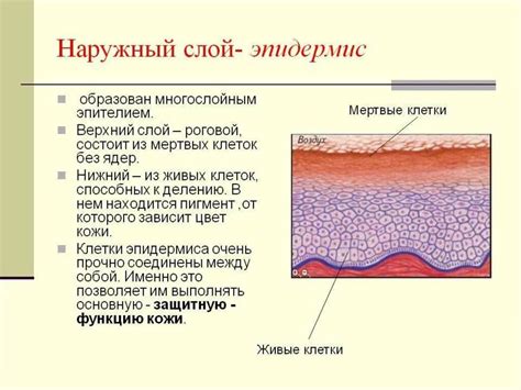 Роль рогового слоя кожи