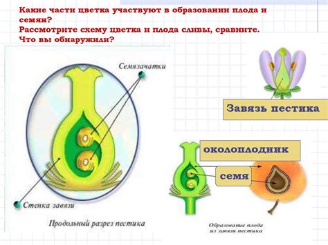 Роль сливы в образовании хлопьев