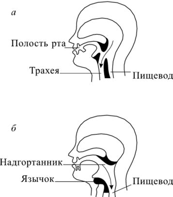 Роль слюны в организме человека