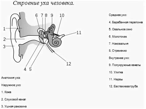 Роль структуры уха
