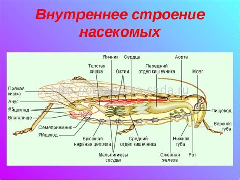 Роль трехвалентного железа в гемолимфе насекомых
