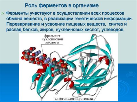 Роль ферментов в сбивании масла
