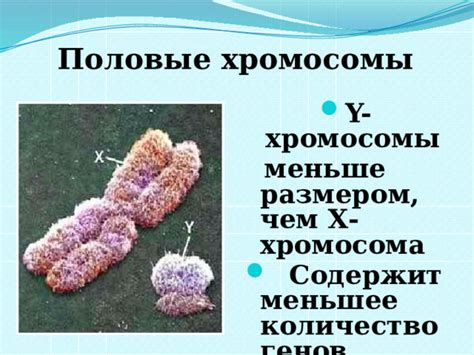 Роль хромосомы Y в определении пола ребенка
