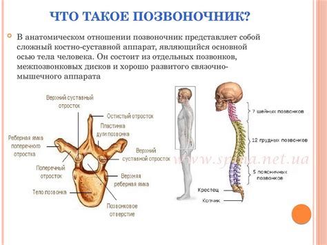 Сдвиг грудных и поясничных позвонков