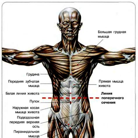 Слабая мышца пресса