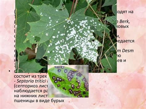 Слабая устойчивость к вредителям и болезням