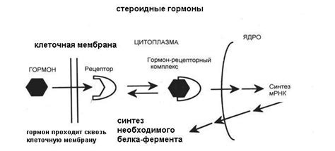 Снижение восприимчивости к свету