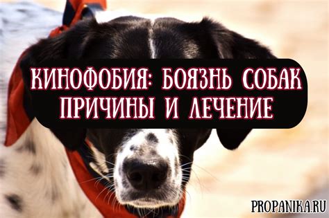 Собака и страх