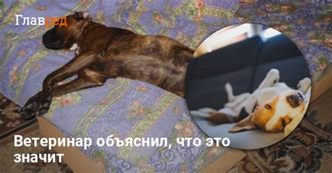 Собака предпочитает спать на свободном воздухе