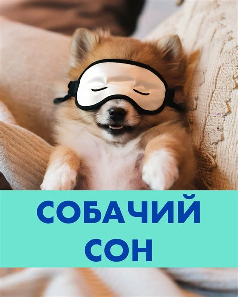Собаки и их предпочтения во время сна