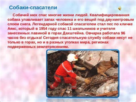 Собачий нюх и проявление личности