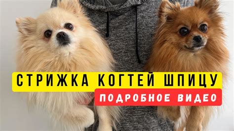 Советы и рекомендации: как помочь вашему шпицу перестать лаять