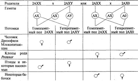 Специфика генетического пола