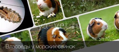 Способы коммуникации морских свинок