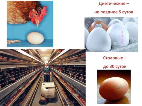 Способы определения свежести яйца, несмотря на коричневые пятна
