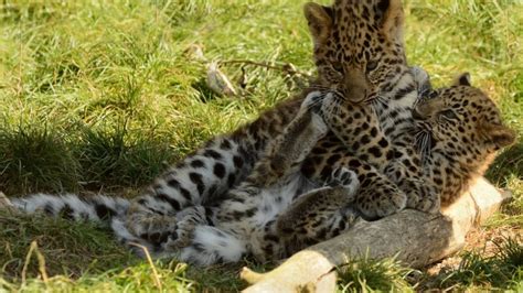 Сравнение с дикими кошками