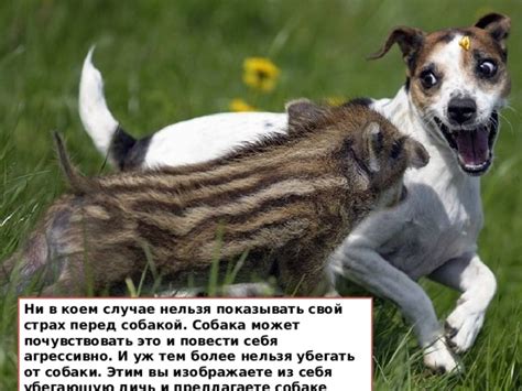 Страх перед собакой, которая уже находится внутри