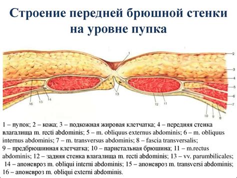 Строение пупка и окружающей ткани