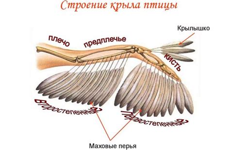 Строение хвоста и его роль