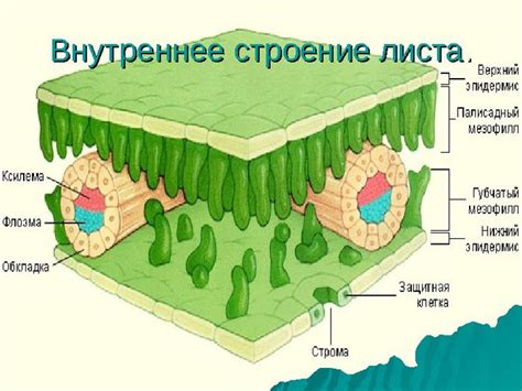 Структура листа