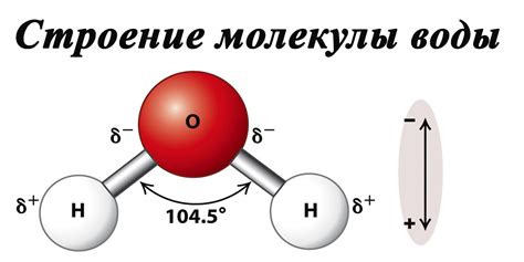Структура свеклы и вода