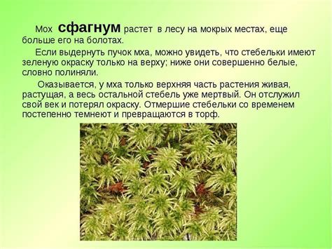 Сфагнум: описание и распространение