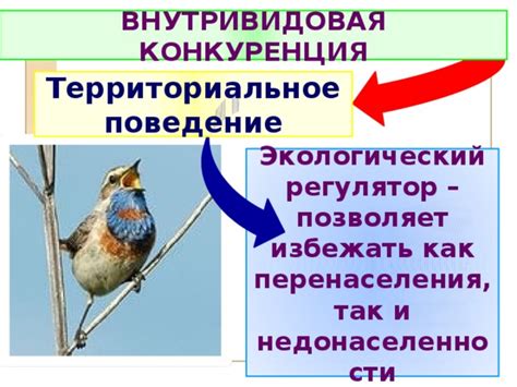 Территориальное поведение и защита ревира