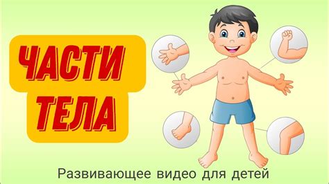 Укрепление и развитие верхней части тела