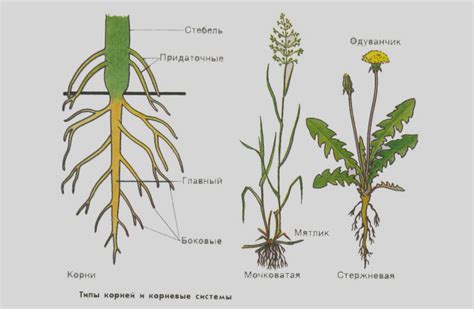 Укрепление корневой системы