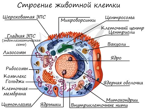 Уникальность пигментации у африканцев и ее роль в медицинском исследовании