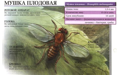 Уникальные особенности генетической структуры мушки дрозофилы