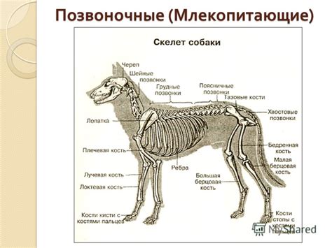 Уникальные особенности строения позвонков у других домашних животных