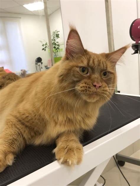 Уход за короткой шерстью котенка мейн кун