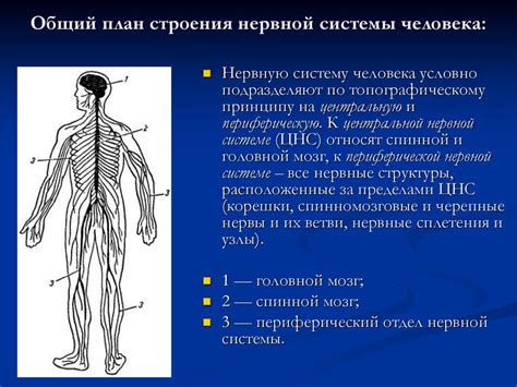 Ухудшение функции нервной системы