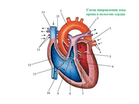 Ухудшение циркуляции крови