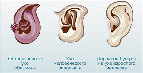Уши как форма защиты