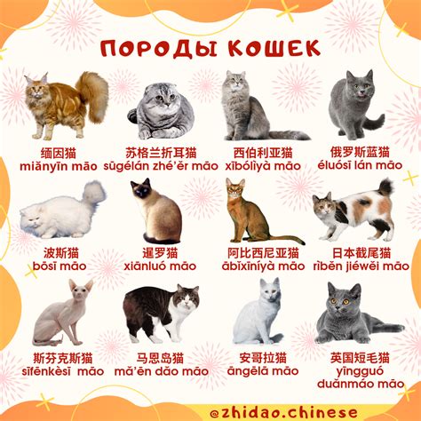 У домашних кошек: