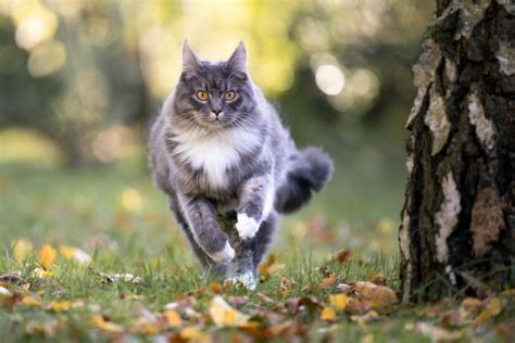 Фазы течки у кошек