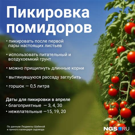 Фенология помидоров