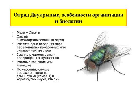 Физиологические особенности мух