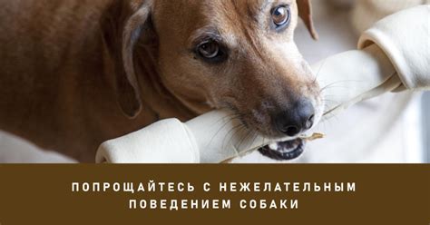 Физиологические причины поведения собаки